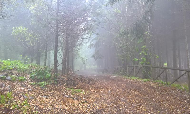 ©Domenico Graziano - Un sentiero avvolto nella nebbia